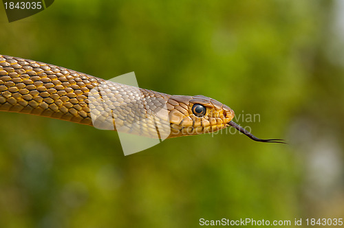 Image of Rat Snake