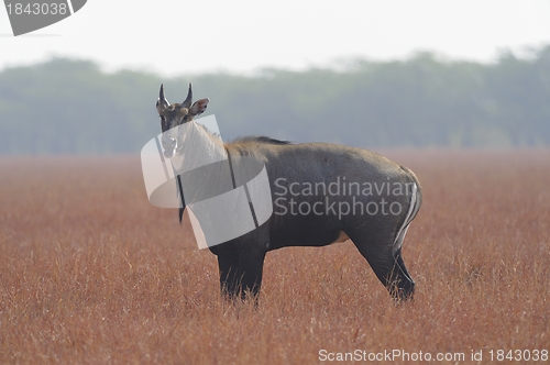 Image of Nilgai