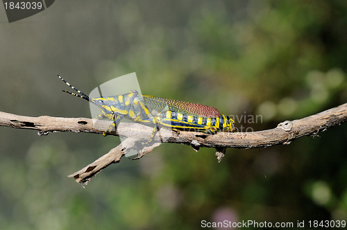 Image of Painted Grasshopper