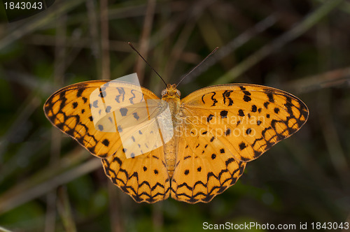 Image of Common Leopard Butterfly