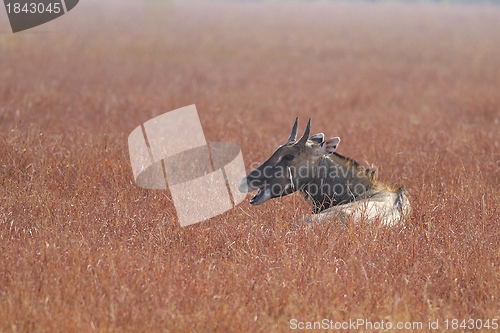 Image of Nilgai