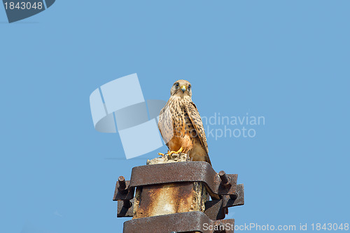 Image of Common Kestrel