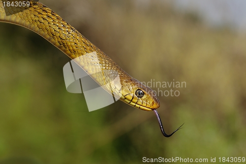 Image of Rat Snake