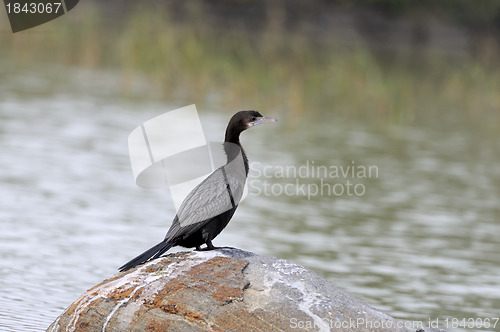 Image of Little Cormorant