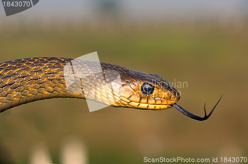 Image of Rat Snake