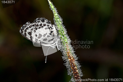 Image of Common Pierrot