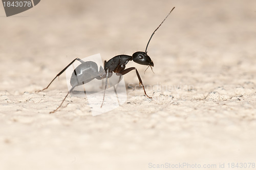 Image of Ant