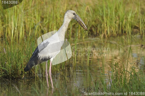 Image of Asian Openbill stork