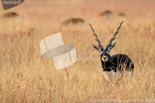 Image of Blackbuck