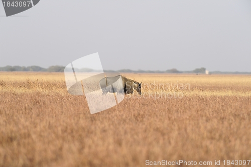 Image of Nilgai