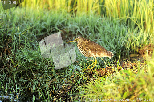 Image of Indian Pond Heron