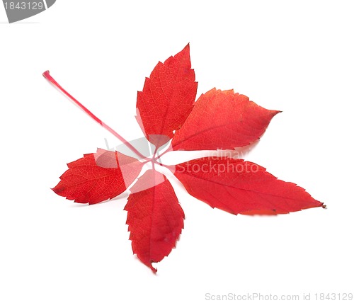 Image of Red autumn leaf