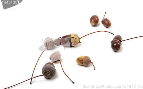 Image of Autumn acorns