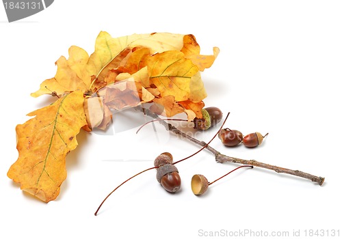 Image of Autumn oak leaves and acorns