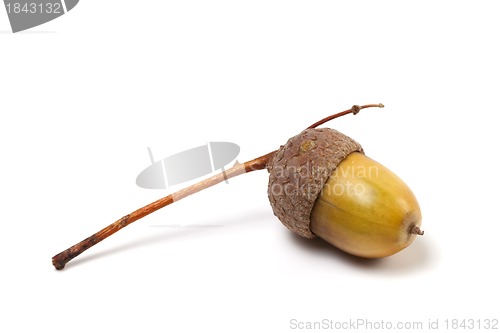 Image of Acorn on white background