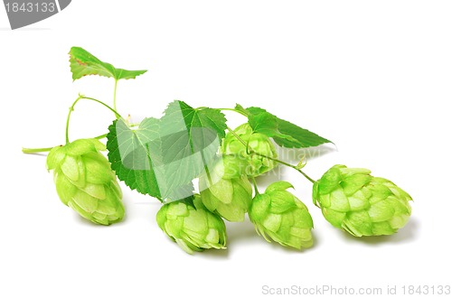 Image of Blossoming hop on white background 