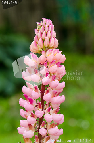 Image of Beautiful lupin pink flower macro closeup details 