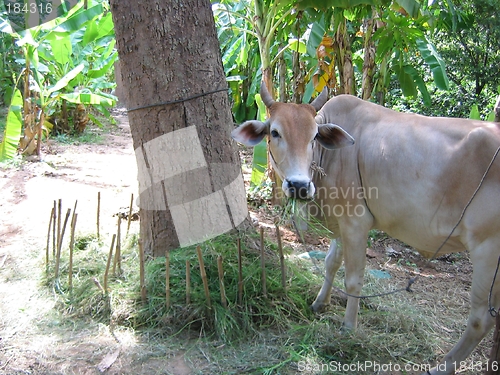 Image of Cow by haystack