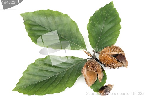 Image of Beechnuts