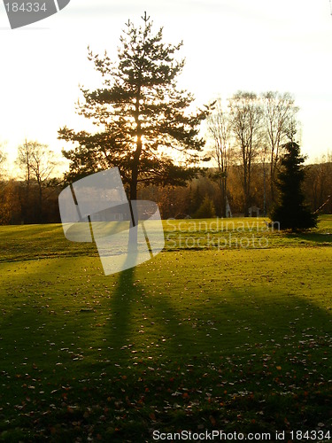 Image of Tree