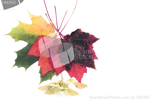 Image of Fall leafs