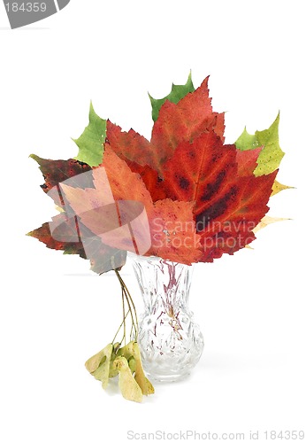 Image of Bouquet of fall leafs