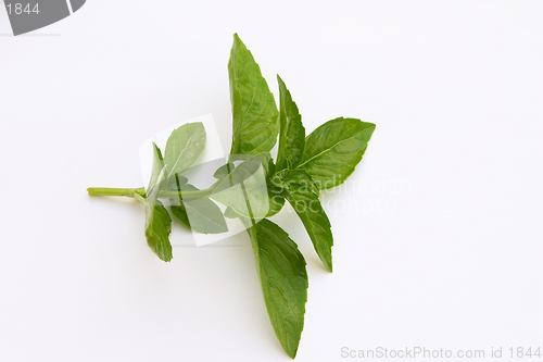 Image of Basil, a herb