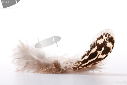 Image of Feather