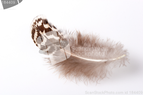 Image of Feather