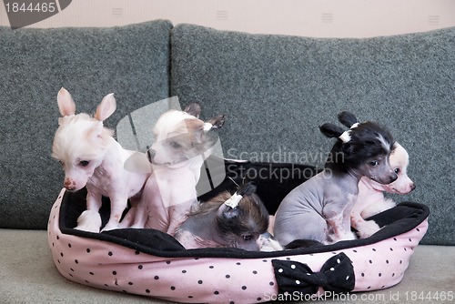 Image of chinese crested puppy dogs