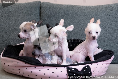 Image of chinese crested puppy dogs