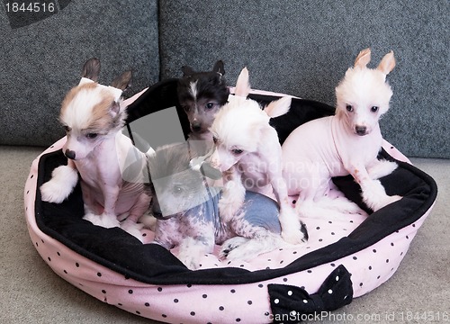 Image of chinese crested puppy dogs