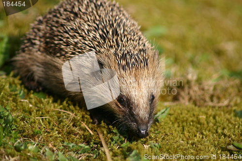 Image of Hedgehog