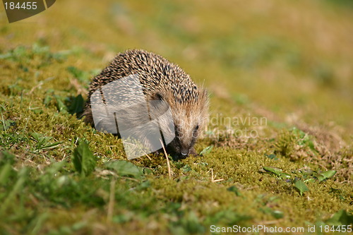 Image of Hedgehog