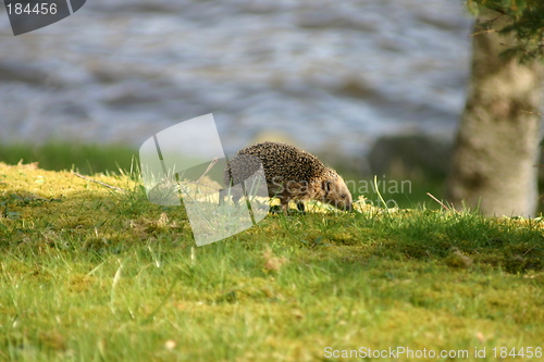 Image of Hedgehog
