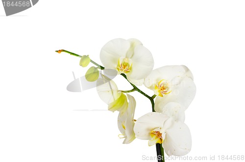 Image of White orchid