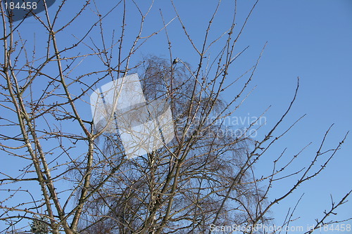 Image of Bird in a tree