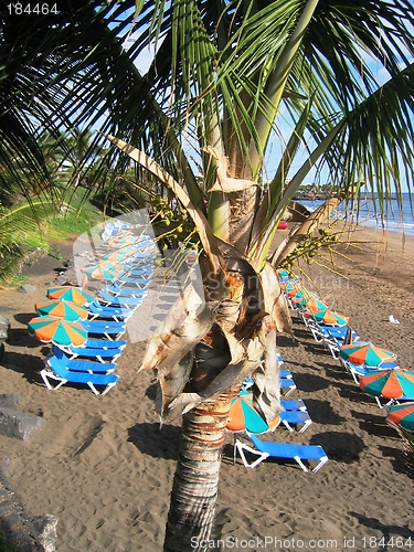 Image of Palm on beach in Lanzarote (Spain)