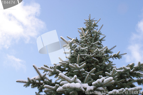 Image of Spruce tree against blue sky