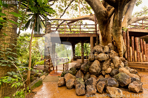 Image of Giant tree in a garden