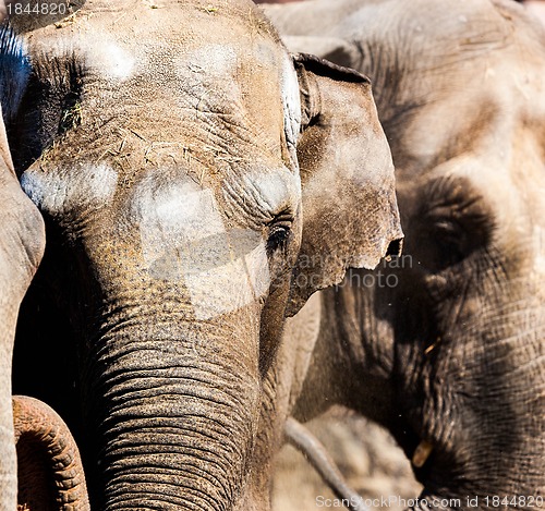 Image of African elephant