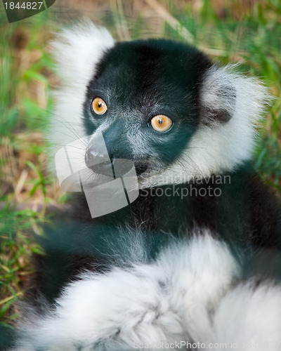 Image of Ring-tailed lemur