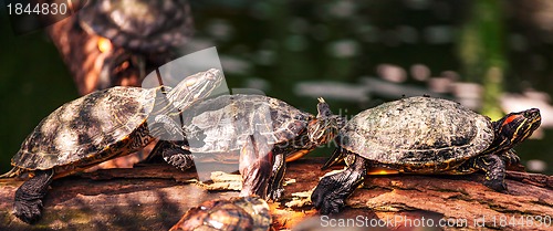 Image of Tortoise on the log