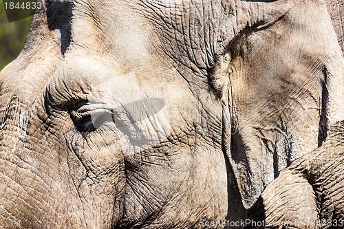 Image of African elephant