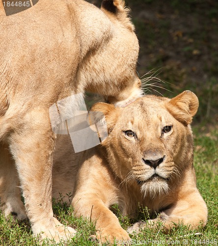 Image of Close-up of Lionesses