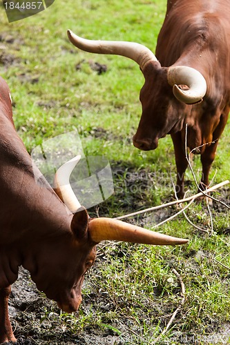 Image of Confrontation unavoidable