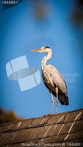 Image of Heron on the roof