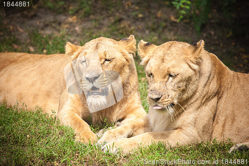 Image of Close-up of Lionesses
