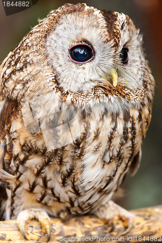 Image of Tawny Owl (Strix aluco)