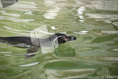 Image of Humboldt Penguin